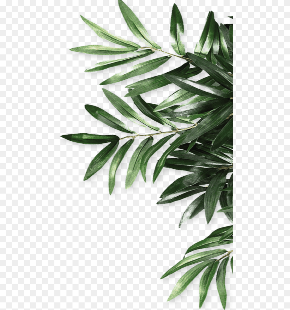 Mq Green Leaf Leaves Border Borders Olive Tree Leaves, Conifer, Plant, Vegetation, Yew Free Png