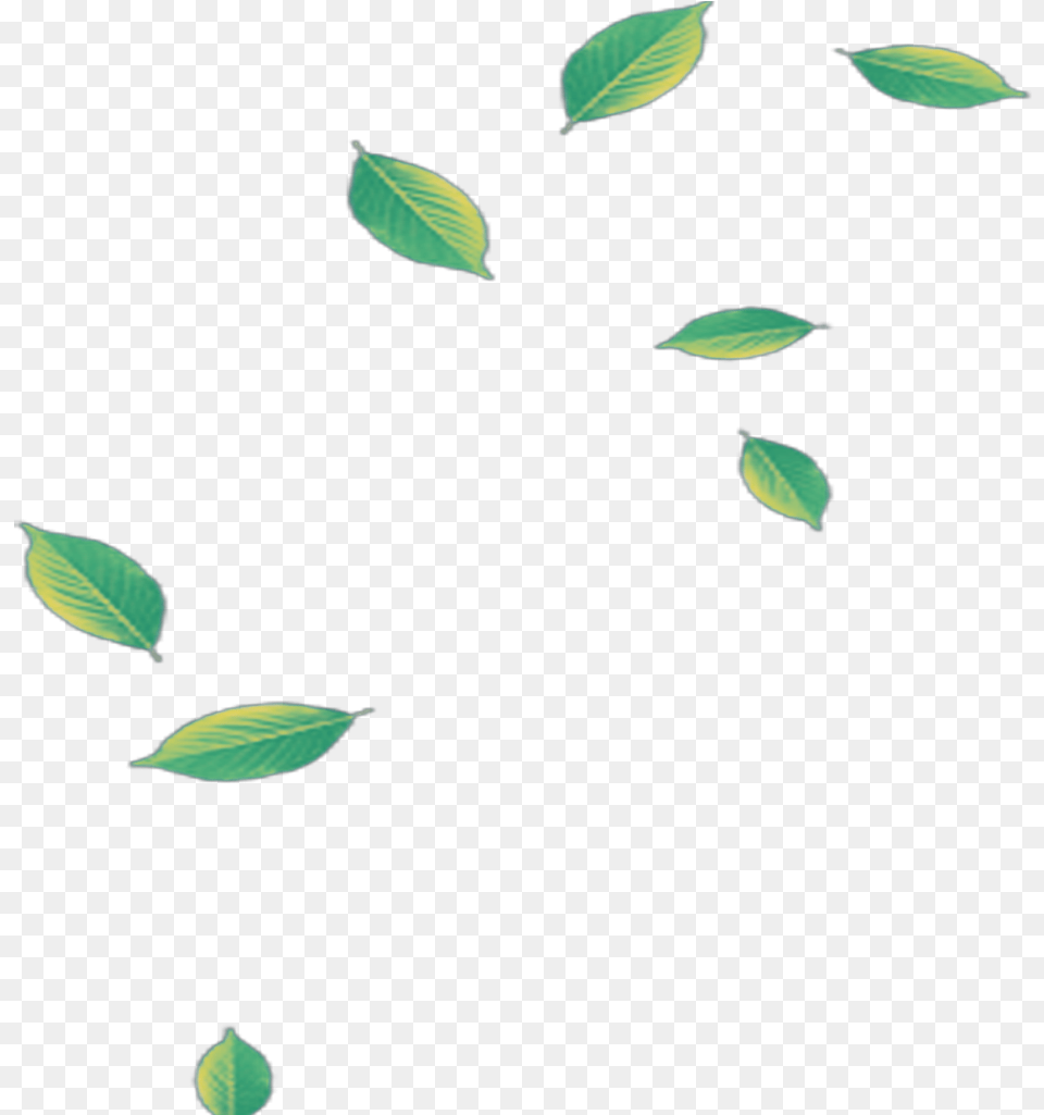 Mq Green Leaf Leaves Falling Green Leaves Falling, Plant, Flower Png Image