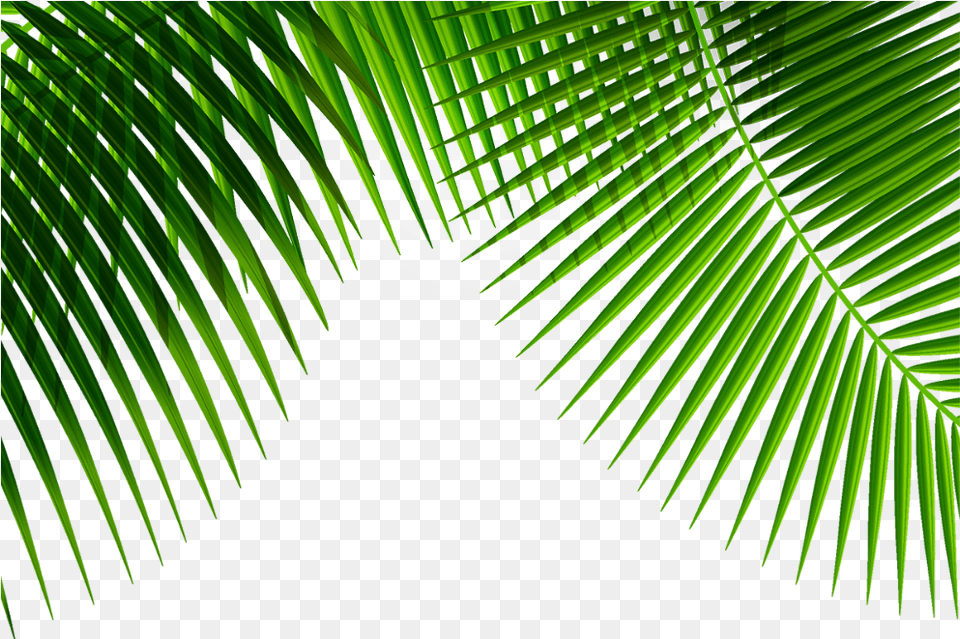 Mq Green Leafs Nature Border Borders, Vegetation, Leaf, Plant, Tree Png Image