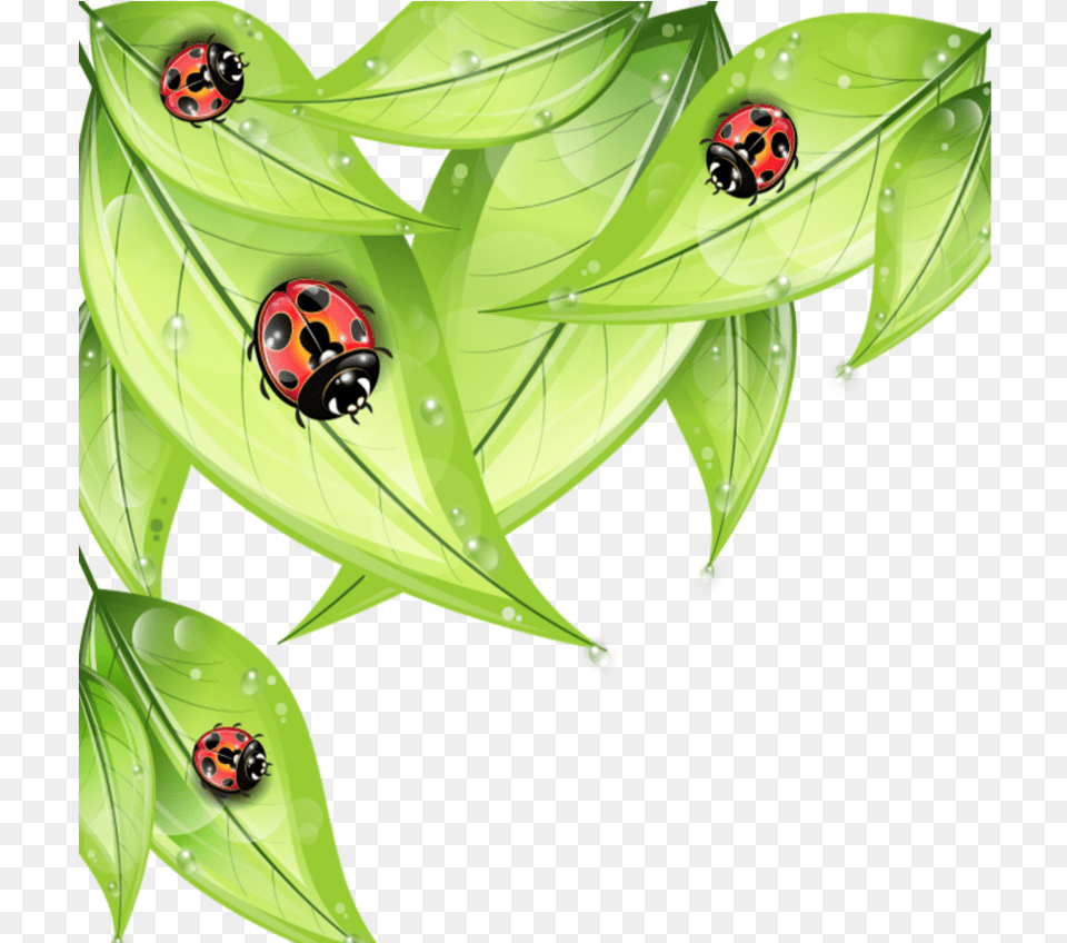 Mq Leaf Leaves Ladybug Ladybugs Cartoon Bug On A Leaf, Green, Plant, Animal, Insect Free Transparent Png