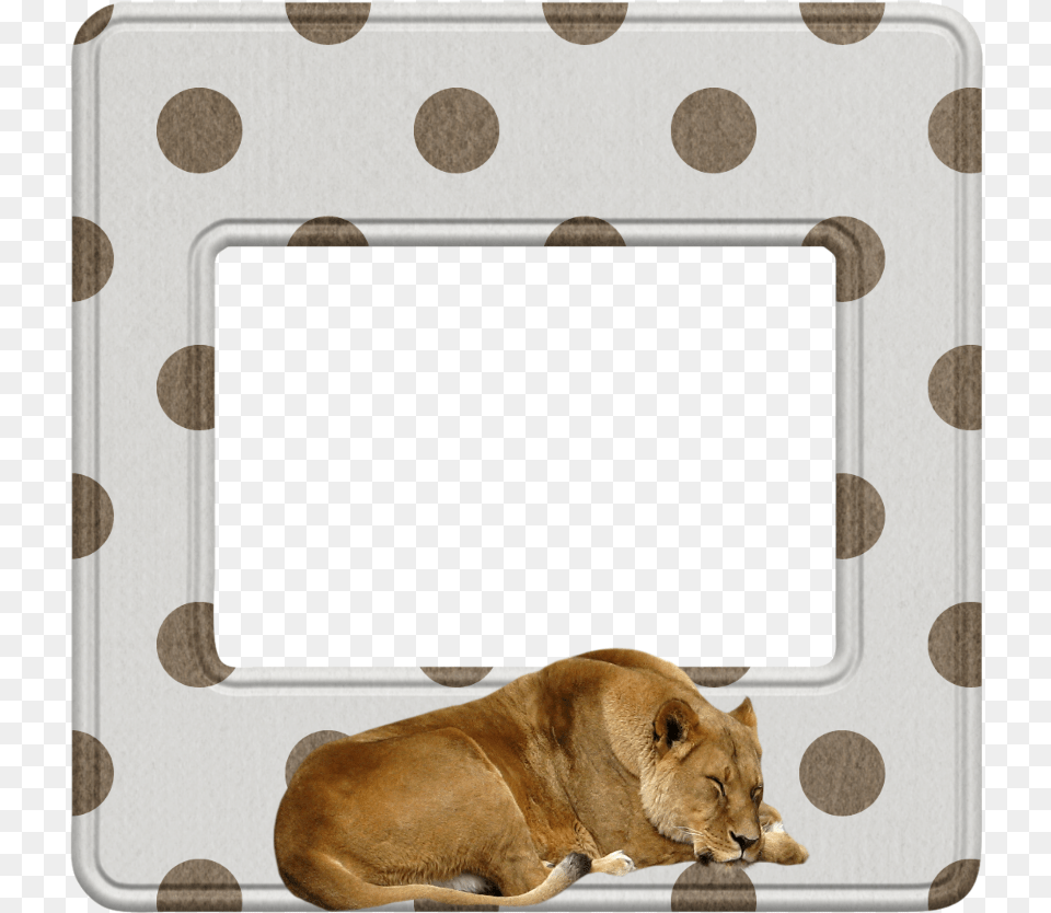 Mq Lion Brown Frame Frames Border Borders Paw, Animal, Mammal, Wildlife, Pattern Free Transparent Png