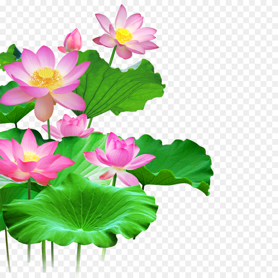 Mq Lotus Flower Flowers Pink Waters Green Leaf, Plant, Petal, Lily, Pond Lily Free Png