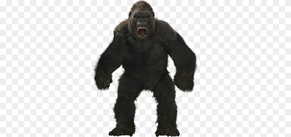 Mq Monkey Gorilla Kingkong Angry Anmails Wild, Animal, Ape, Mammal, Wildlife Png