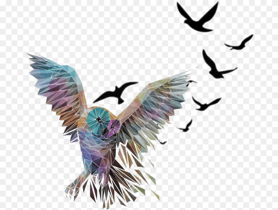 Mq Owl Bird Flying Birds Black Flying Birds Images White Background, Animal, Art Free Png