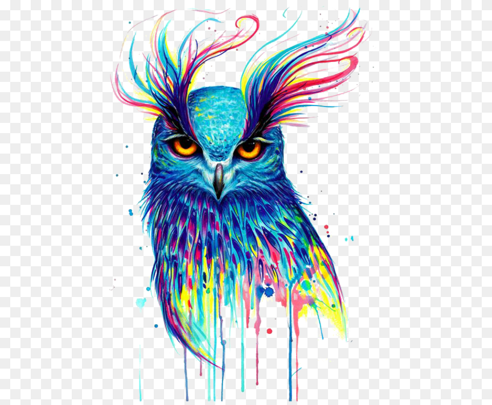 Mq Owl Colorful Paint Birds Bird Flying Owl Art, Animal, Beak, Graphics Free Png Download