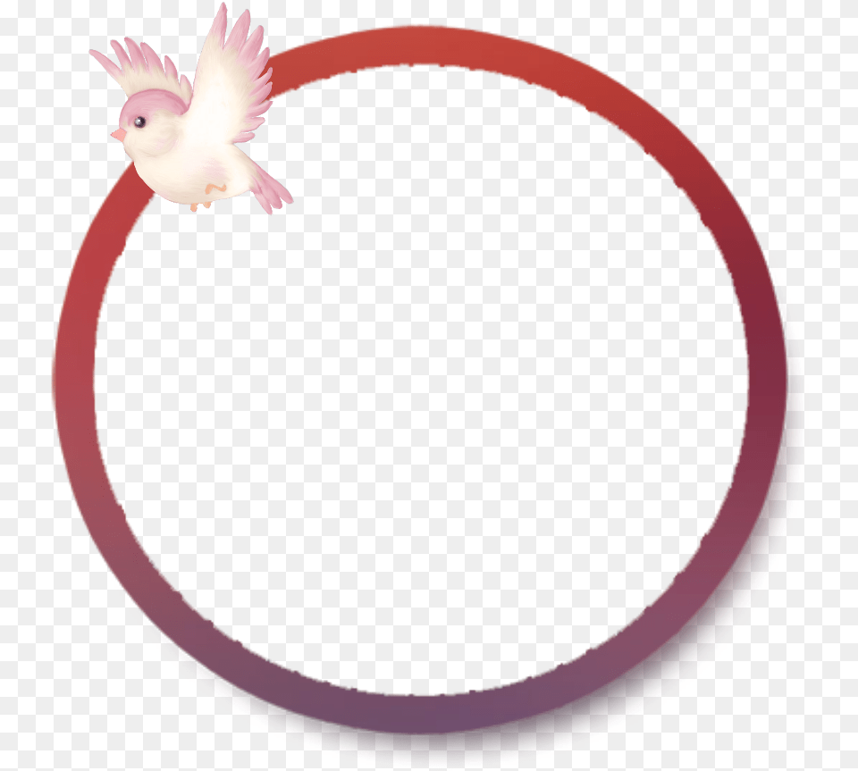 Mq Pink Bird Circle Frame Frames Border Borders Circle, Hoop, Animal Png