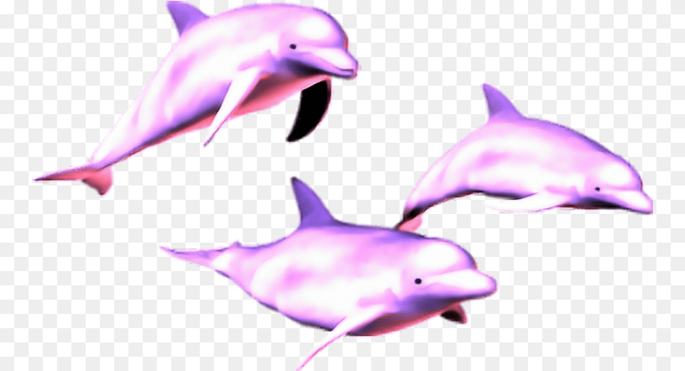 Mq Pink Dolphin Dolphins Animal Vaporwave Dolphin, Mammal, Sea Life, Bird Free Png