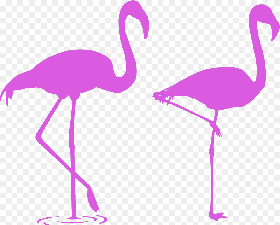 Mq Pink Flamingo Flamingos Silhouette Flamingo Stencils, Animal, Bird, Adult, Female Png