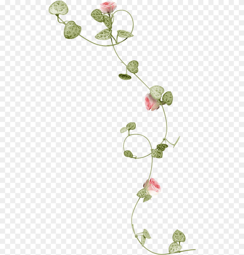 Mq Pink Flowers Vines Leaf Watercolor Flower Vine, Petal, Plant, Rose, Acanthaceae Free Transparent Png