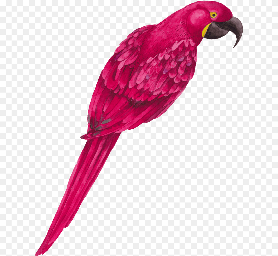Mq Pink Parrot Bird Birds Animals Pink Parrot Bird, Animal, Beak Png Image