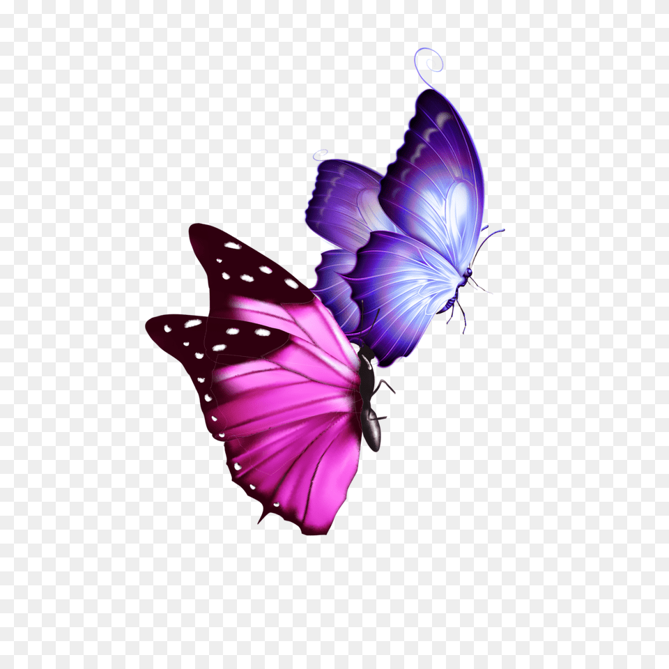 Mq Pink Purple Butterfly Butterflys, Animal, Insect, Invertebrate Free Png Download