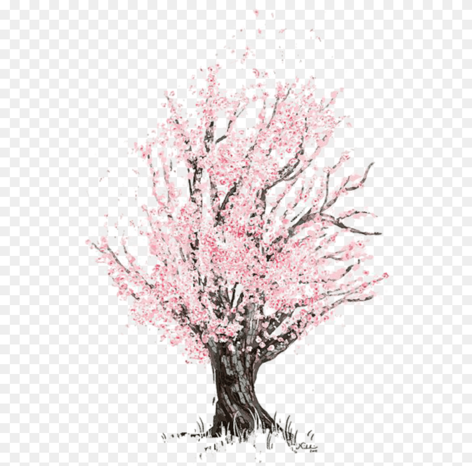 Mq Pink Tree Blossom Watercolor, Flower, Plant, Cherry Blossom, Adult Free Png Download