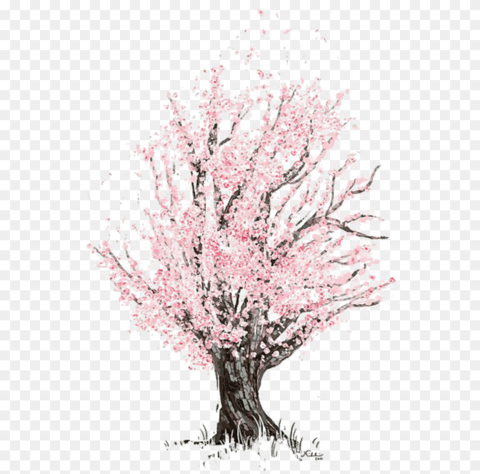 Mq Pink Tree Blossom Watercolor Cherry Blossom Tree Drawing, Flower, Plant, Cherry Blossom, Adult Free Png Download