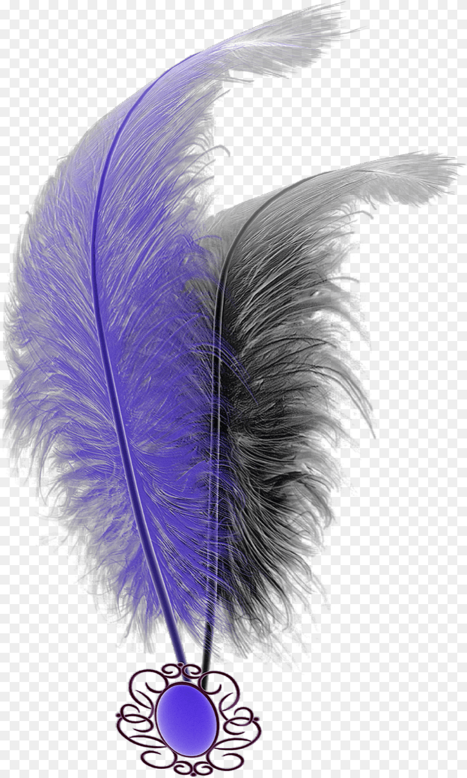 Mq Purple Black Feathers Feather Feather, Accessories, Pattern, Animal, Bird Free Transparent Png