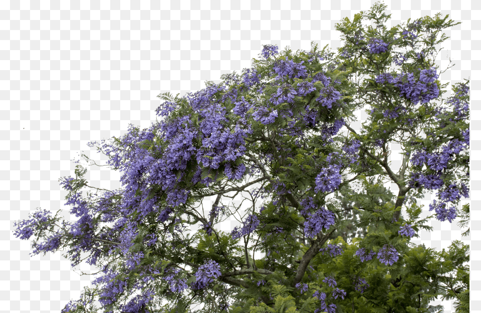 Mq Purple Flower Flowers Bush Wisteria, Geranium, Plant Free Png