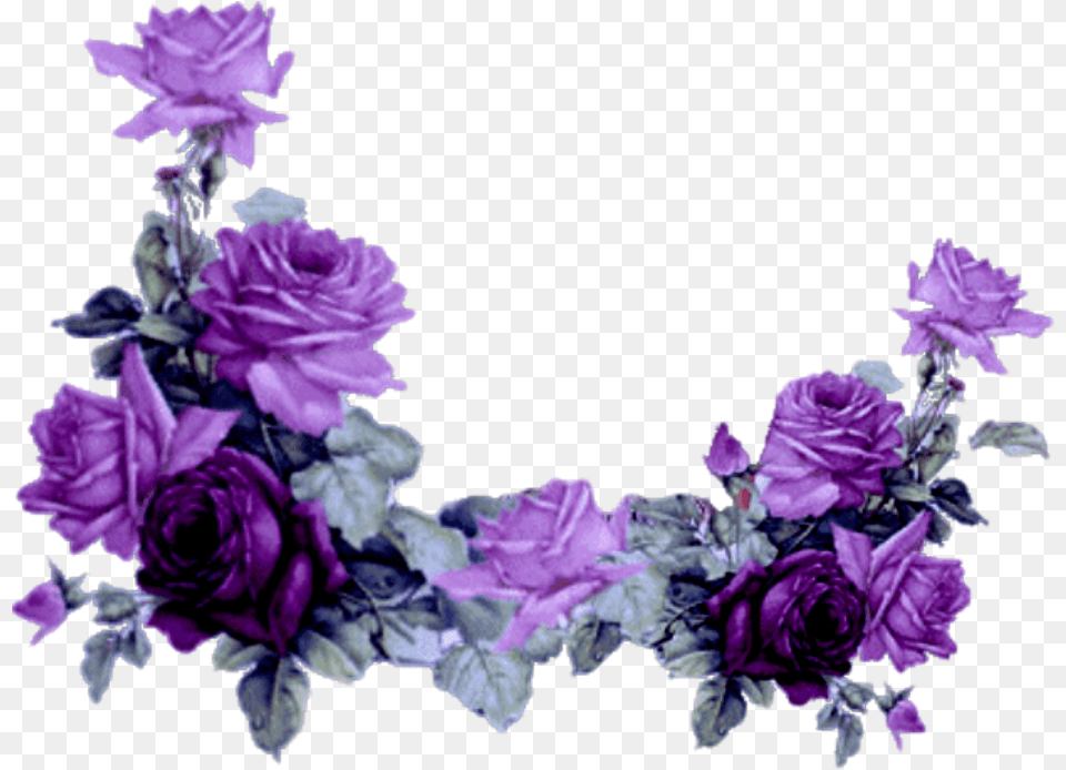 Mq Purple Roses Rose Border Borders Purple Rose Flower Border, Flower Arrangement, Plant, Geranium, Petal Free Png