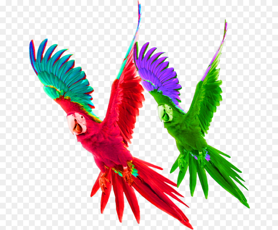 Mq Red Green Parrot Bird Birds, Animal, Macaw Png