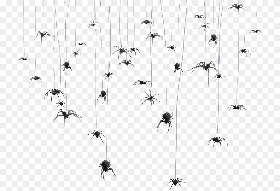 Mq Spider Spiders Spiderweb Hanging Hanger Charadriiformes, Black Png