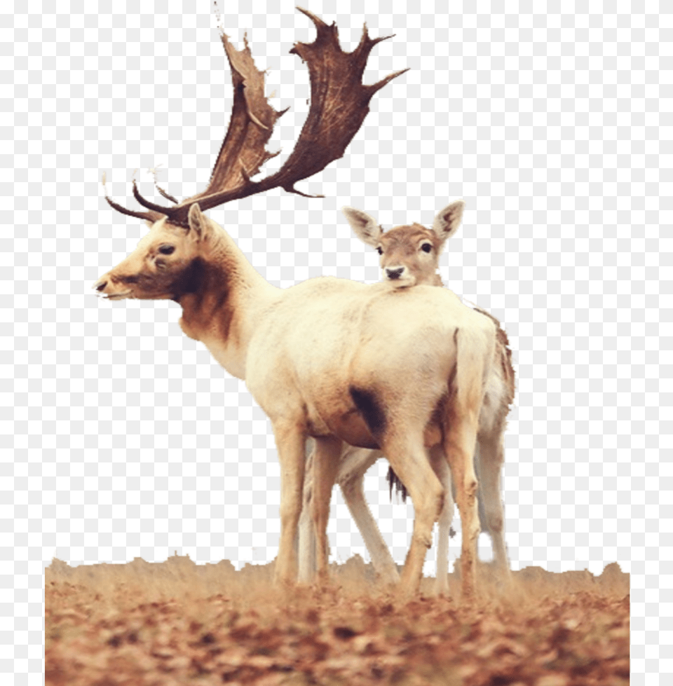 Mq Sticker, Animal, Deer, Mammal, Wildlife Free Png