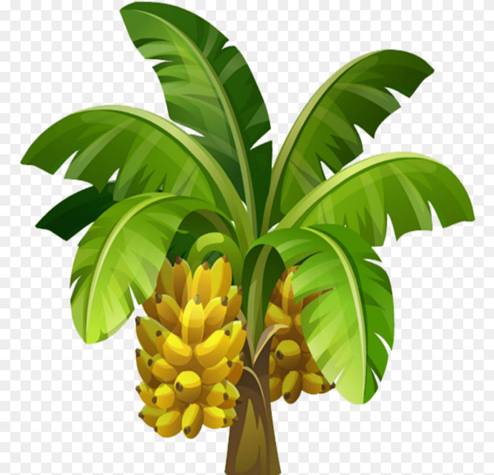 Mq Sticker Banana Tree Illustration, Food, Fruit, Plant, Produce Free Transparent Png