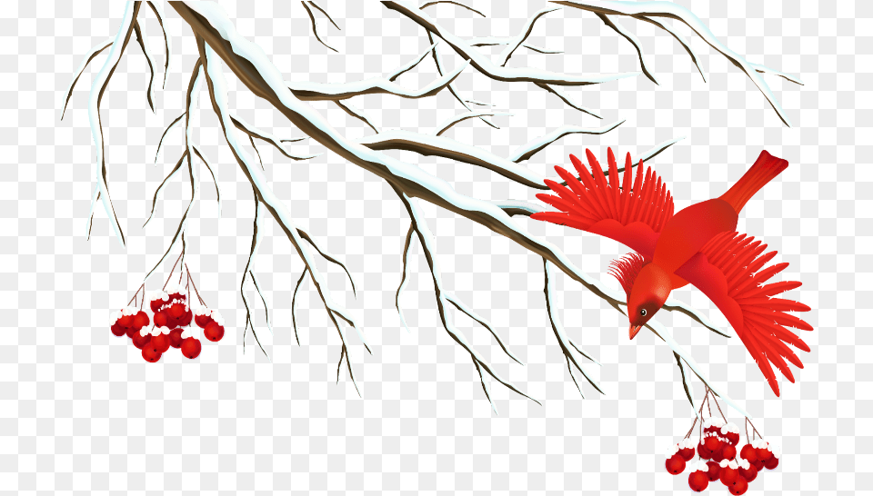 Mq Transparent Background Winter Clipart Animal, Bird, Cardinal, Food Free Png Download