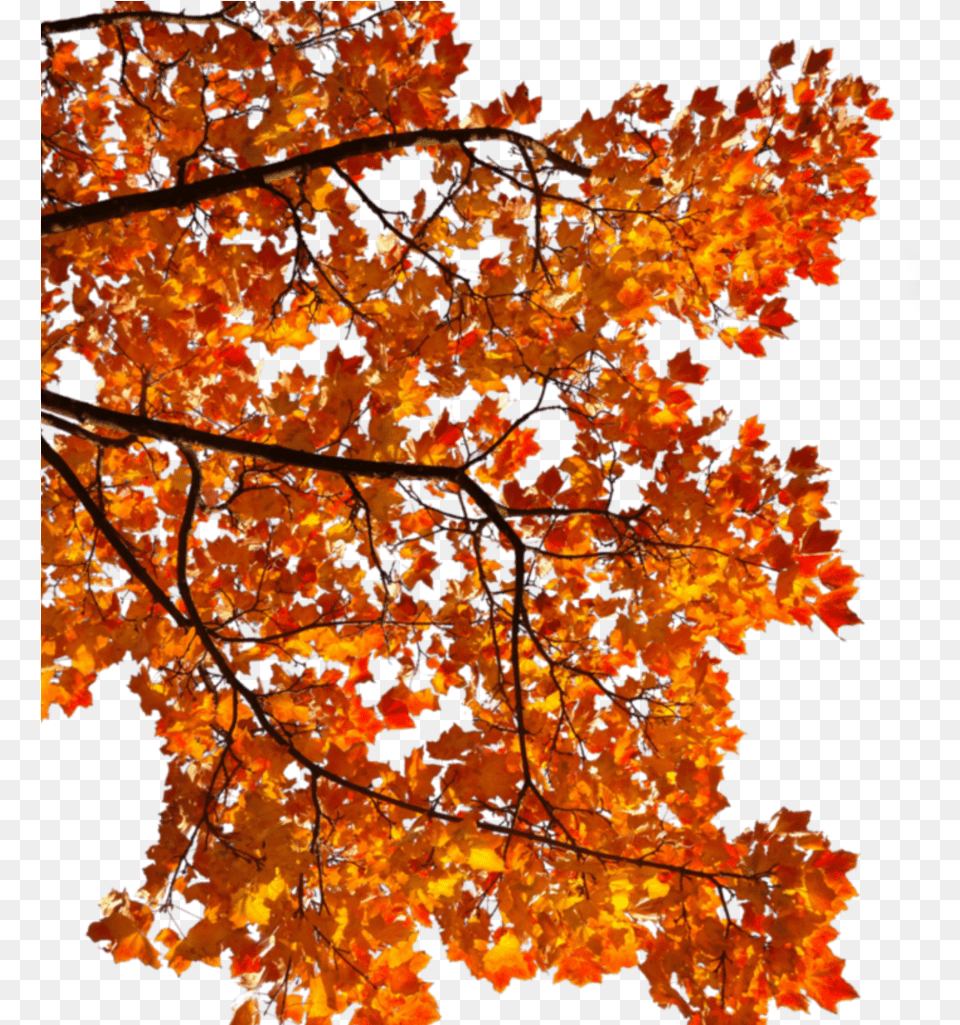 Mq Tree Orange Leaf Autumn Fall, Maple, Plant Free Png