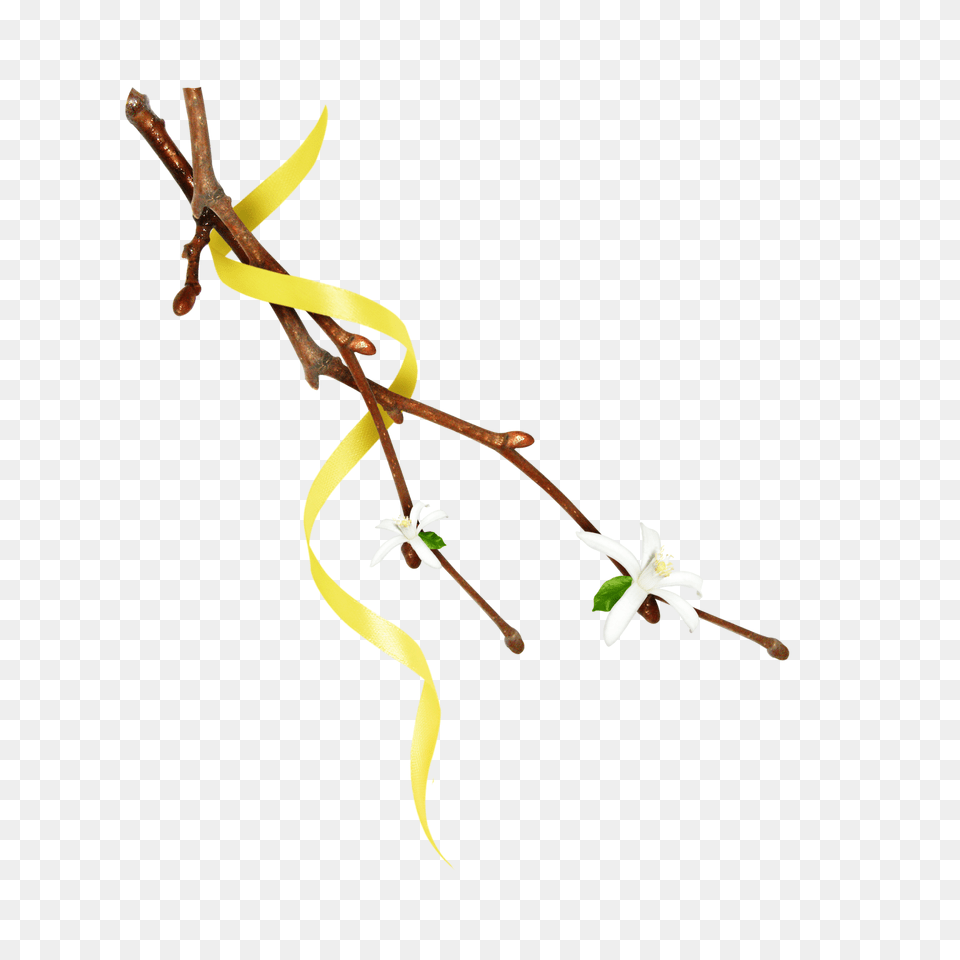 Mq Twig Twigs Leafs Leaf Leaves Nature Yellow, Flower, Plant, Flower Arrangement, Ikebana Free Png