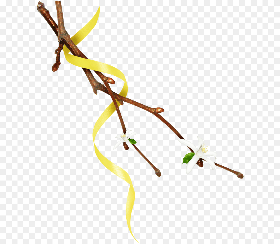 Mq Twig Twigs Leafs Leaf Leaves Nature Yellow Twig, Flower, Plant, Flower Arrangement, Petal Free Png Download