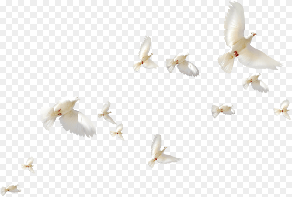 Mq White Birds Bird Flying White Birds Flight, Animal, Pigeon, Dove Free Transparent Png