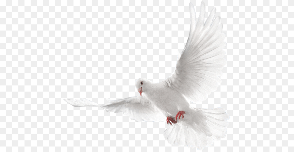 Mq White Dove Bird Birds Animal Animals Two Doves, Pigeon Png