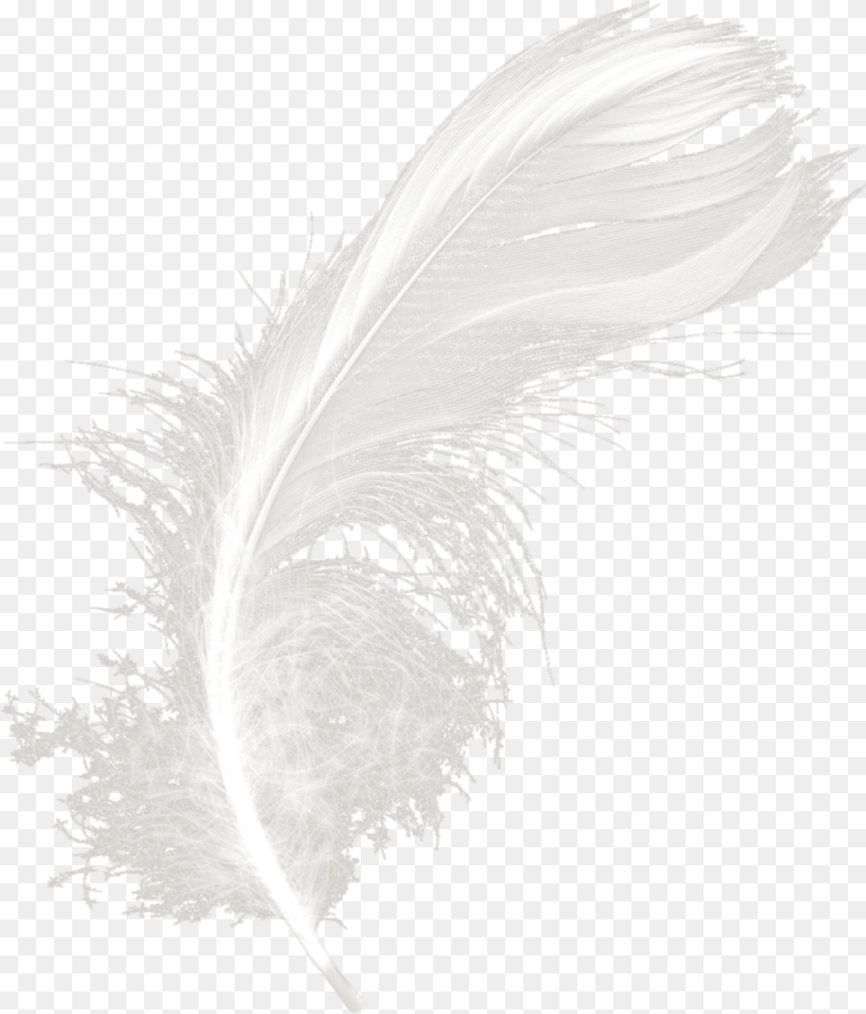 Mq White Feather Feathers Monochrome, Accessories, Person Free Png