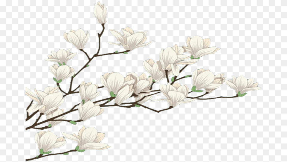 Mq White Flowers Flower Garden Nature Snowdrop, Plant, Flower Arrangement, Petal Png