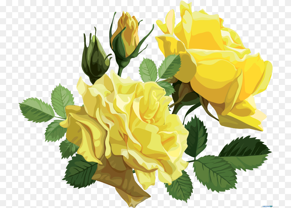 Mq Yellow Roses Rose Flower Yellow Roses, Plant, Flower Arrangement, Flower Bouquet, Petal Free Png Download