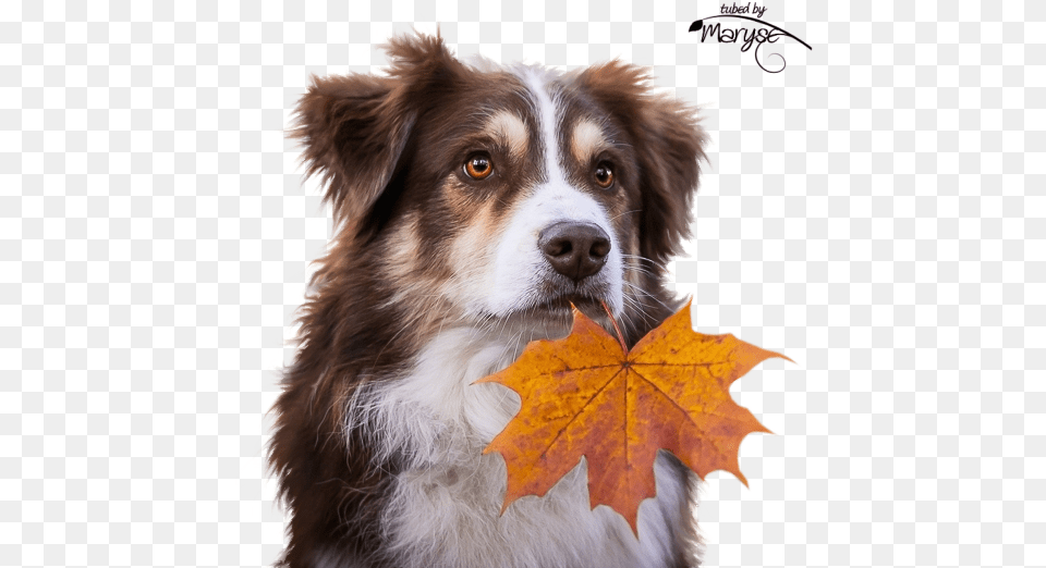 Mr Autumn Leaf For A Dog Autumn Femme Psp Tubes, Plant, Animal, Canine, Mammal Png