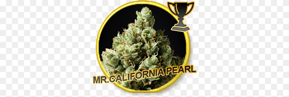 Mr California Pearl California, Plant, Weed, Grass, Bud Free Transparent Png