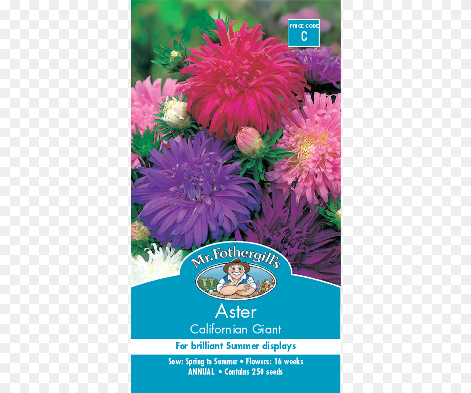 Mr Fothergill39s Aster Californian Giant Seeds Macam Nama Bunga Dan Gambarnya, Advertisement, Dahlia, Flower, Plant Free Png