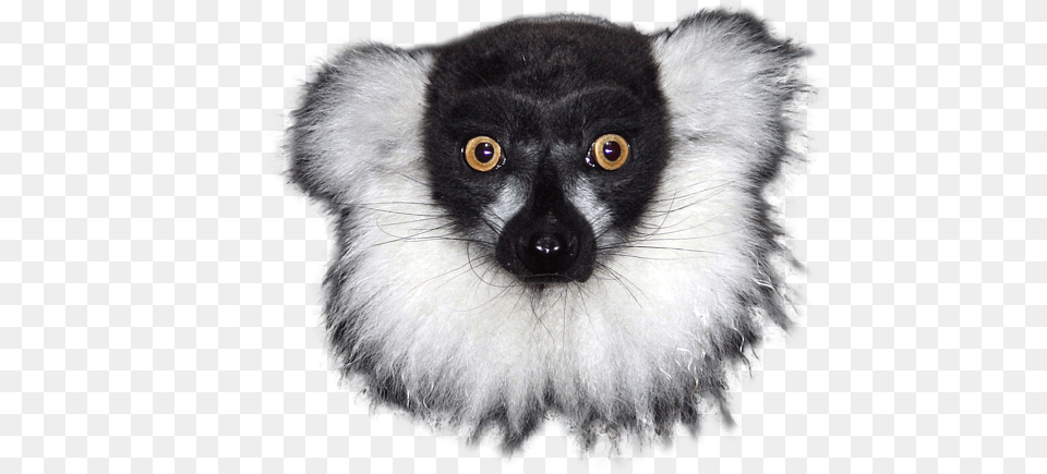 Mr Lemur Shirt Lemur With No Background, Animal, Canine, Dog, Mammal Free Png