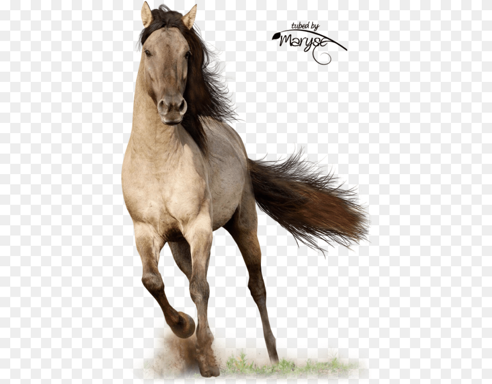 Mr Wild Mustang Caballos De Indios Salvajes, Animal, Colt Horse, Horse, Mammal Free Transparent Png