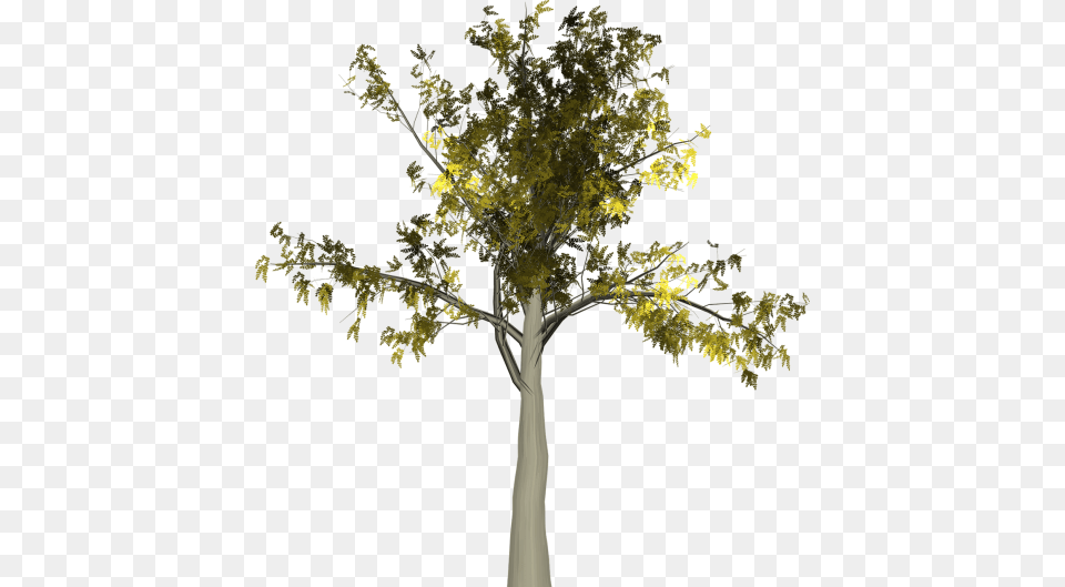 Mrisier Arbre Transparent, Leaf, Oak, Plant, Tree Png