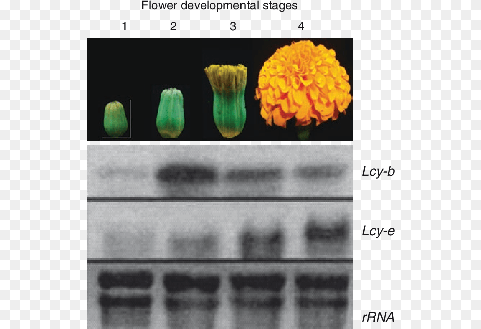 Mrna Analysis In Developing Flowers Of Marigold Stages Of A Marigold, Flower, Petal, Plant Free Png