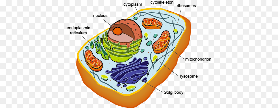 Mrs Lopezs Biology Class Chapter, Food, Meal, Avocado Toast Free Png