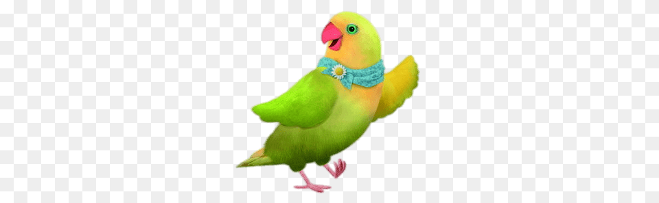 Mrslovebird, Animal, Bird, Parakeet, Parrot Free Transparent Png