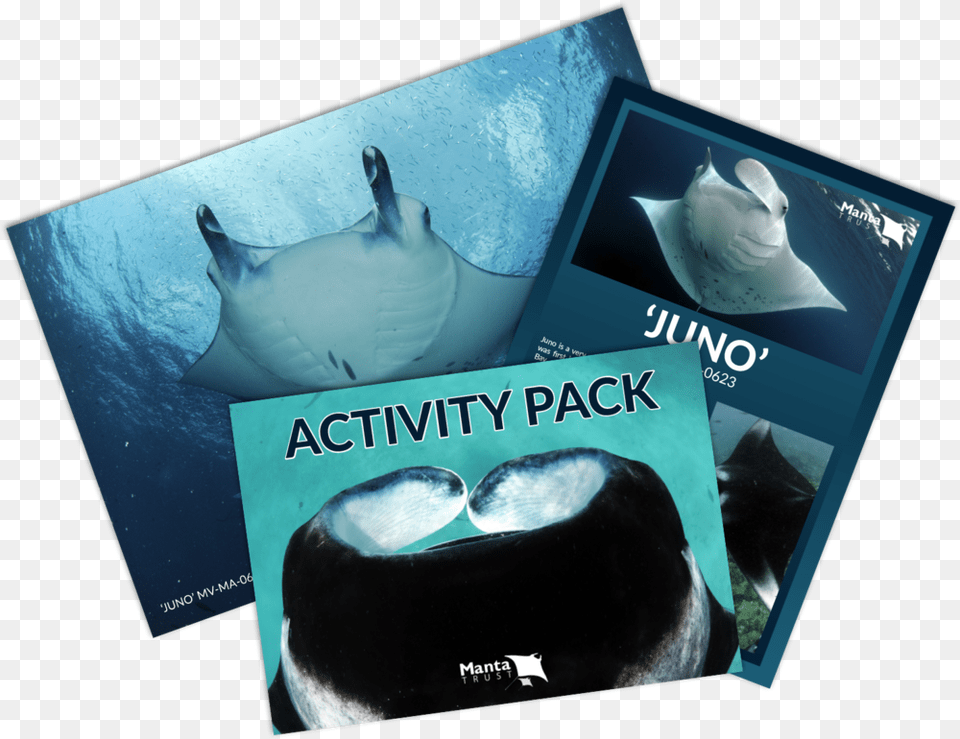 Mt Adoption Packs Preview Thumbnail Manta Trust, Animal, Fish, Manta Ray, Sea Life Png Image