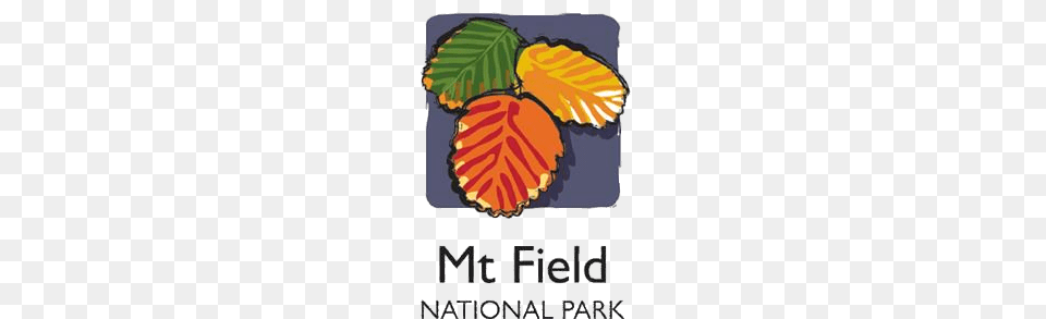 Mt Field National Park, Leaf, Plant, Vegetation, Herbal Free Png
