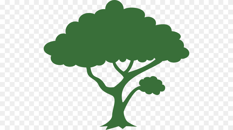 Mtamps Tree Trimming Service Lubbock Your Price Is Our Price, Plant Free Transparent Png