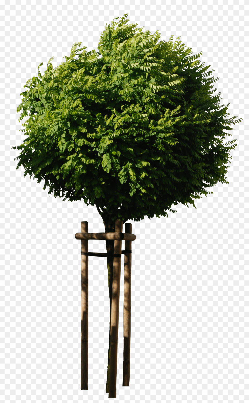 Mtitle Trees0014 Mdata Trees With No Background, Green, Tree, Plant, Vegetation Free Png Download