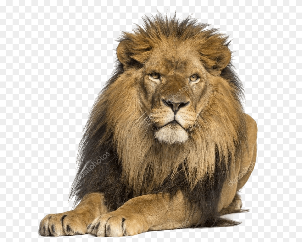 Much Does A Gold Bar Weigh, Animal, Lion, Mammal, Wildlife Free Transparent Png