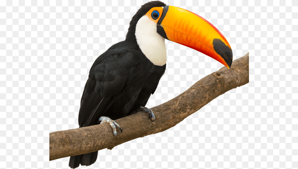 Muchas Gracias Por Ponerse En Contacto Toucan White Background, Animal, Beak, Bird Png