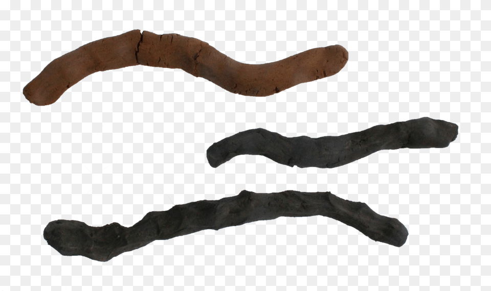 Mud Wood, Stick, Animal, Canine, Dog Png