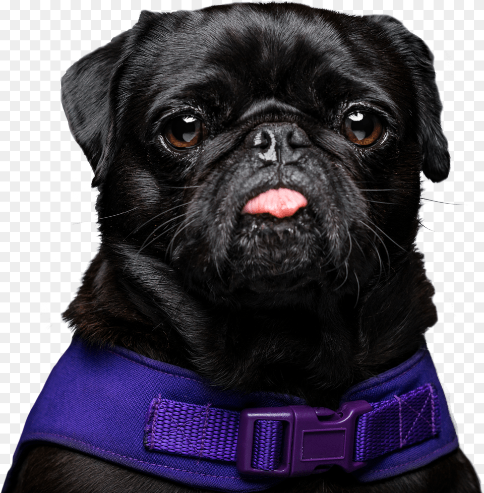 Muffinpug Rescue, Animal, Canine, Dog, Mammal Free Png Download